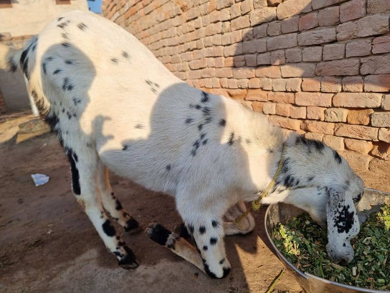 goats | bakra |desi bakra | kheera| birand 4