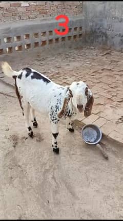 goats | bakra |desi bakra | kheera| birand