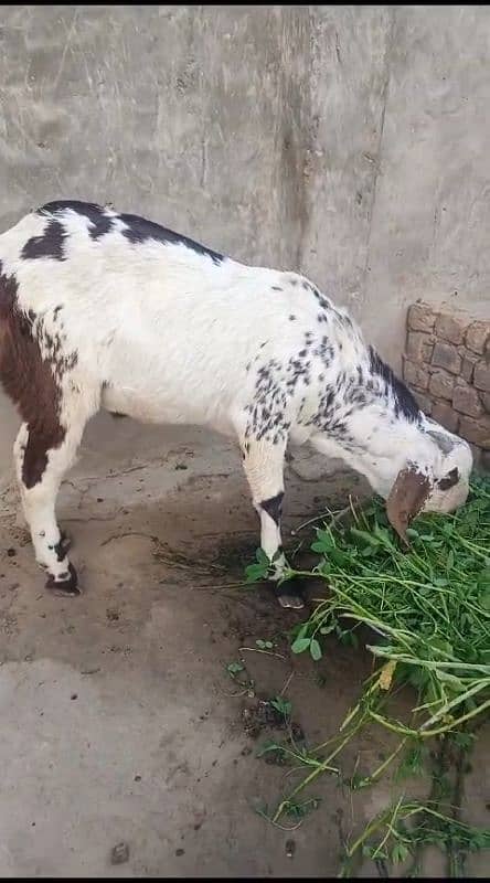 goats | bakra |desi bakra | kheera| birand 6