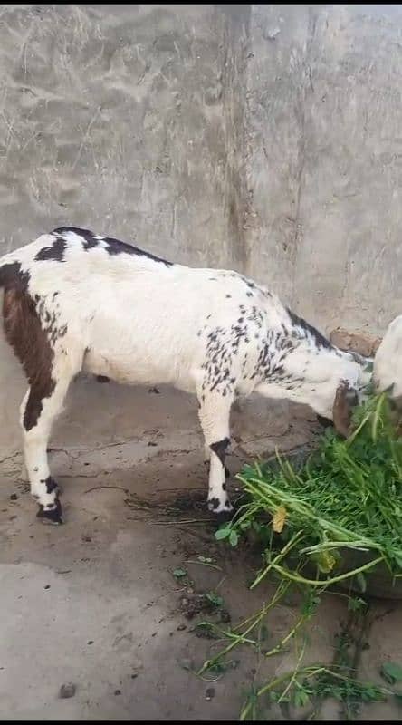 goats | bakra |desi bakra | kheera| birand 7