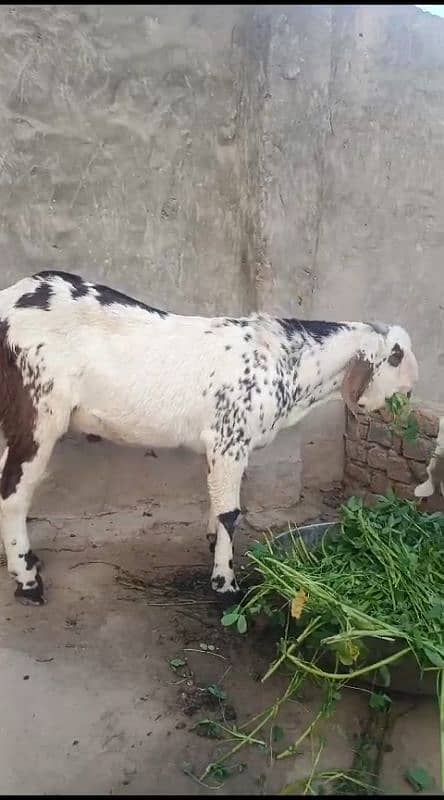 goats | bakra |desi bakra | kheera| birand 8