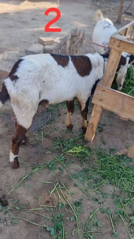 goats | bakra |desi bakra | kheera| birand 9