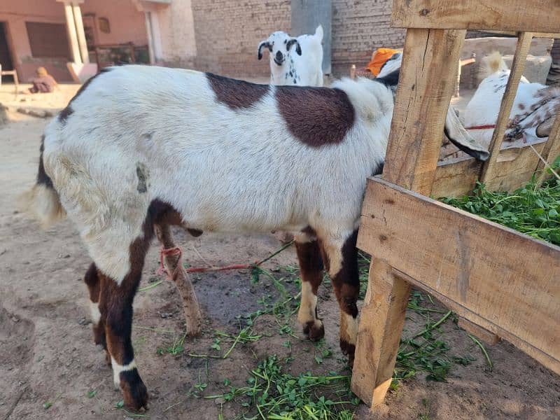 goats | bakra |desi bakra | kheera| birand 10