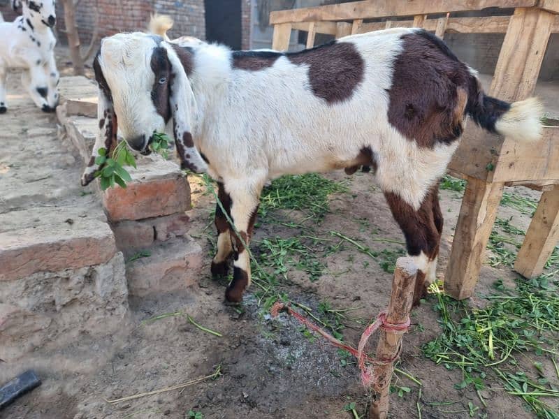 goats | bakra |desi bakra | kheera| birand 11