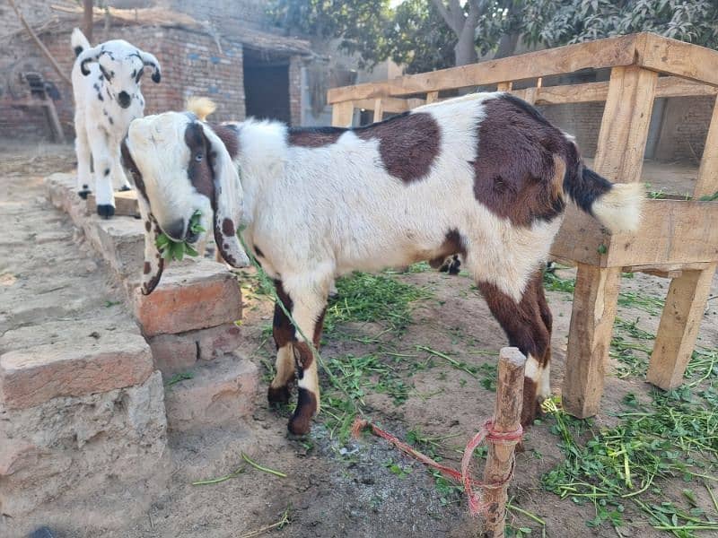 goats | bakra |desi bakra | kheera| birand 12