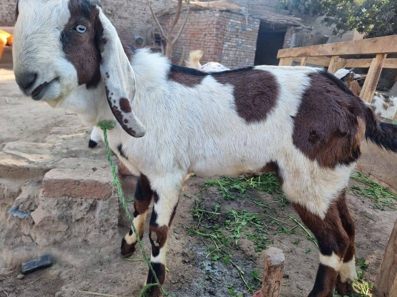 goats | bakra |desi bakra | kheera| birand 13