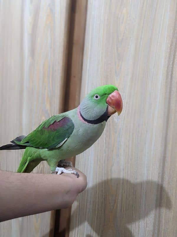 Raw Parrot 0