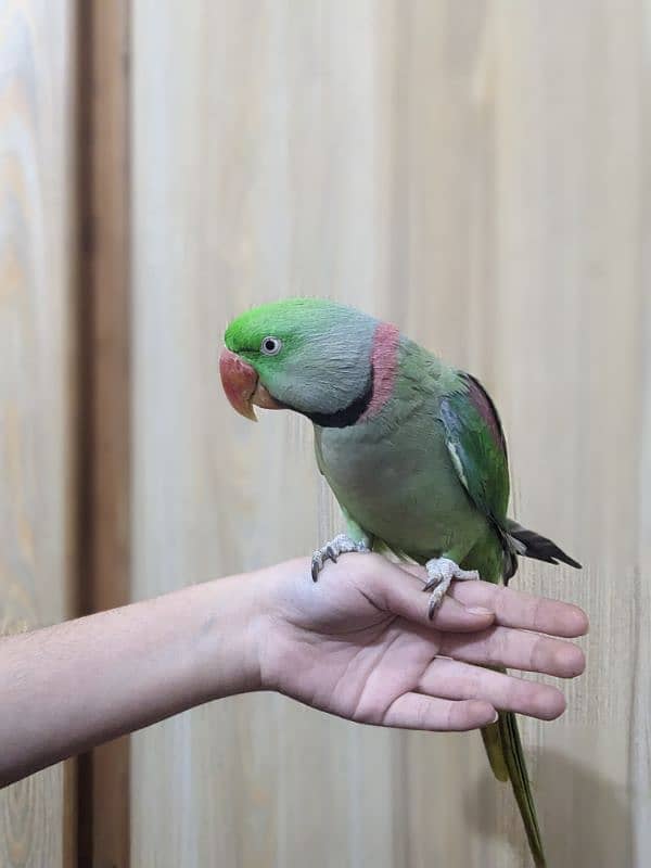 Raw Parrot 2