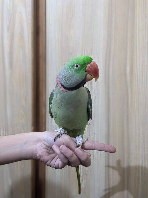 Raw Parrot 3