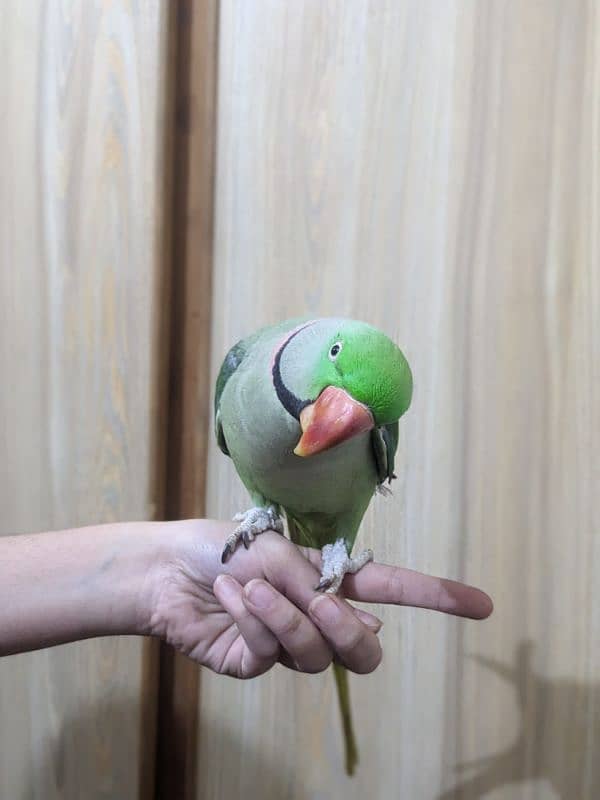 Raw Parrot 4