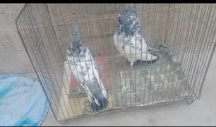 Faqeer Gul pair for sell