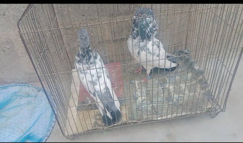 Faqeer Gul pair for sell 0