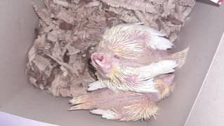 Common White Chicks for sale