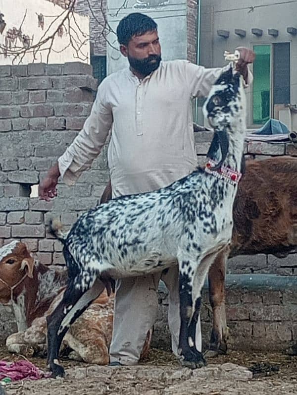 Makhi cheeni Gabn Bakri sale 1