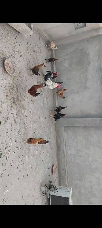 Desi egg laying hen for sale murgiyaan 1  murga for sale 0