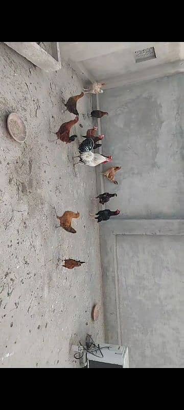 Desi egg laying hen for sale murgiyaan 1  murga for sale 1