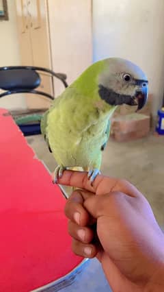 Mistachew parakeet