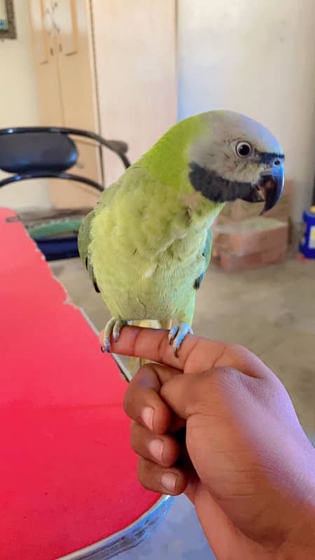 Mistachew parakeet 0