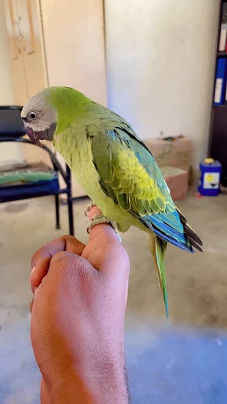 Mistachew parakeet 1