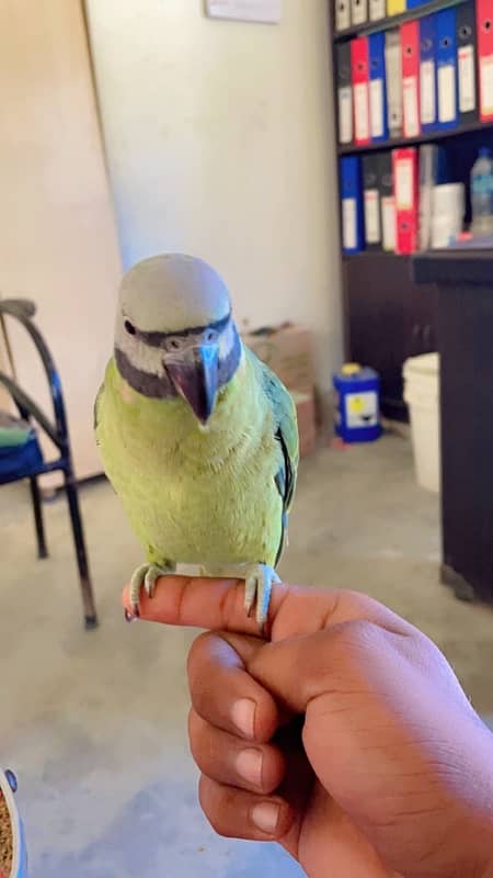 Mistachew parakeet 2