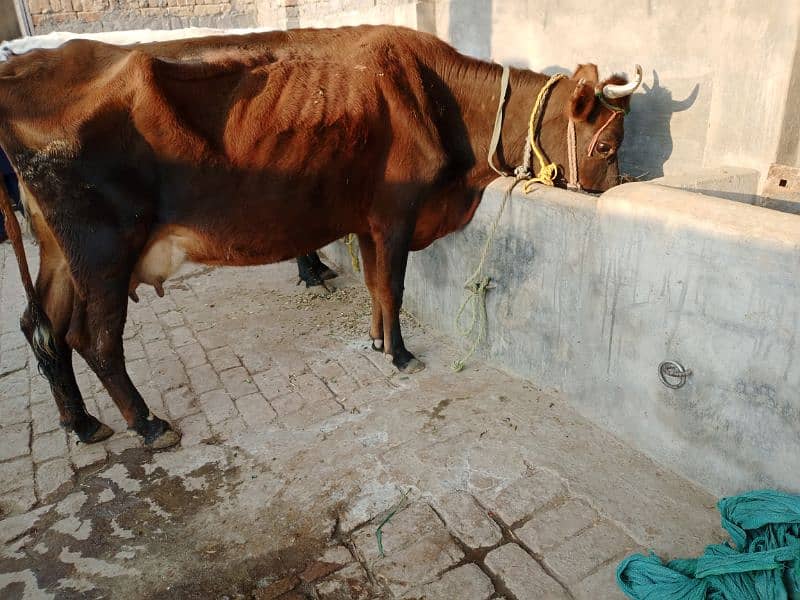 pure jersey cow , 8 kg milk , 5 month ki pregnant h 5