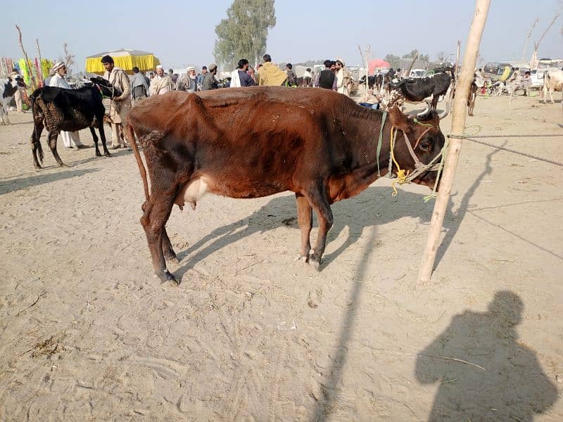 pure jersey cow , 8 kg milk , 5 month ki pregnant h 6