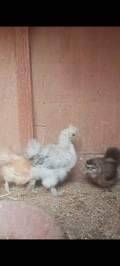 Silkie Pair