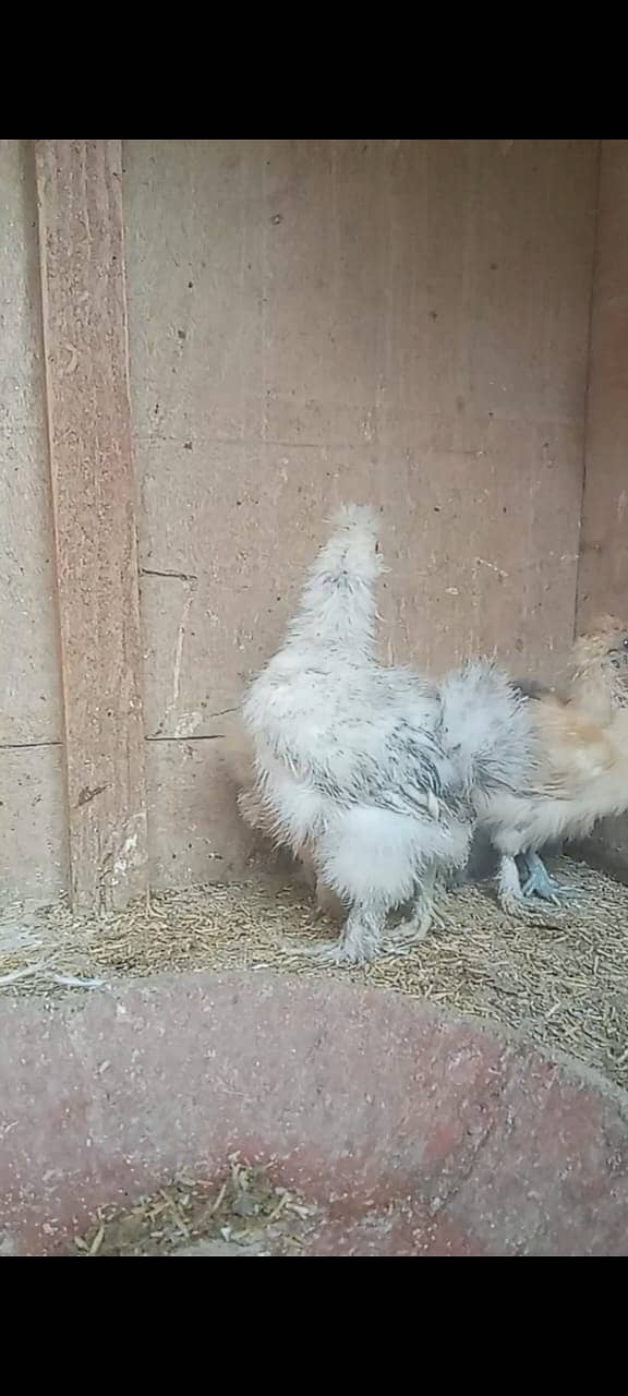 Silkie Pair 1