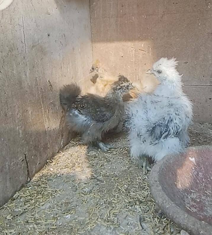 Silkie Pair 2