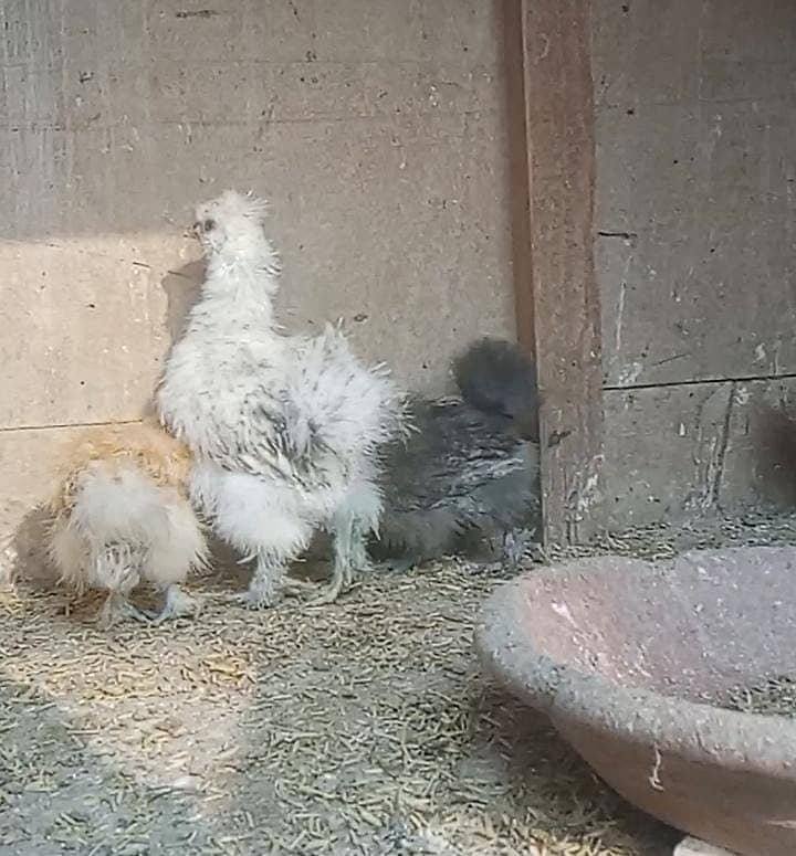 Silkie Pair 3