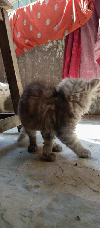 Persian kittens 0