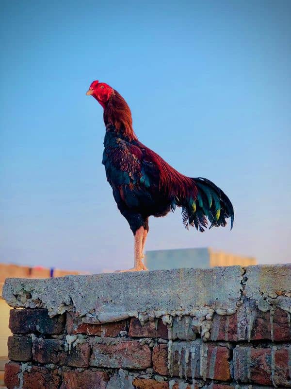 ambo aseel chicken Sindhi 0