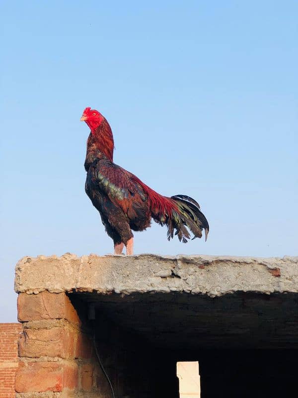 ambo aseel chicken Sindhi 1