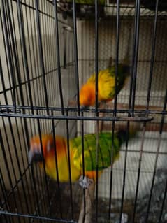 2 sun conure