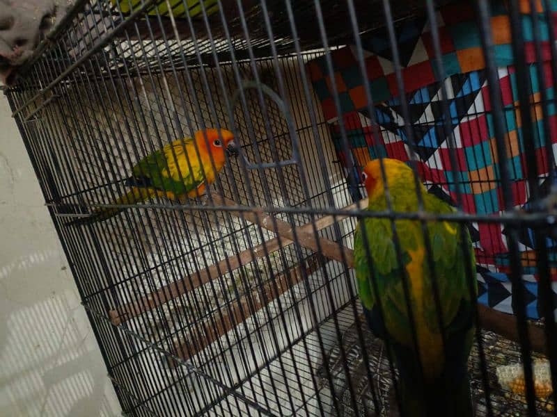 2 sun conure 1