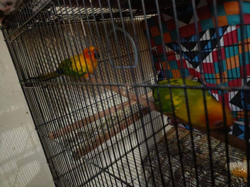 2 sun conure 2