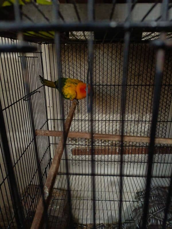 2 sun conure 3