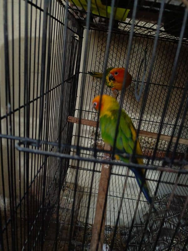 2 sun conure 4