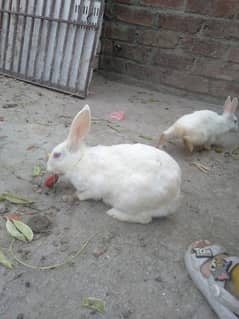 Red eyes Rabbit male and female available