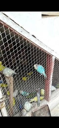 astralian birds for sale