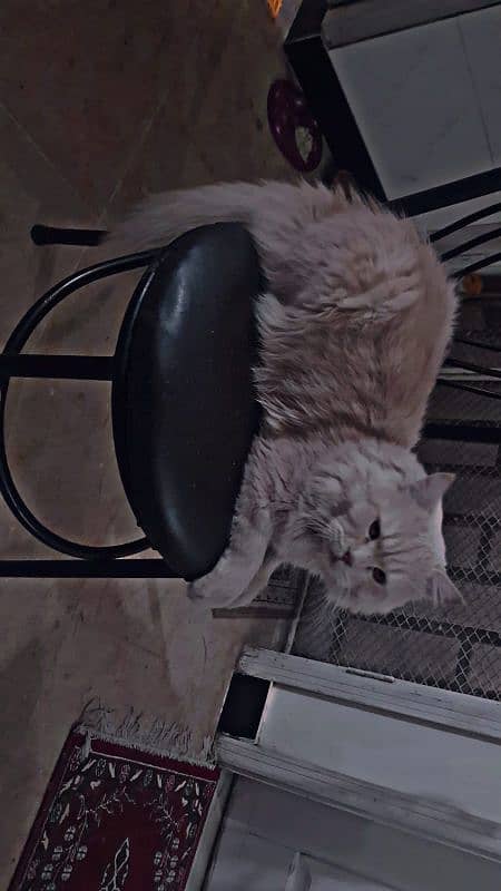 10 months old male cat urgent sale! 1