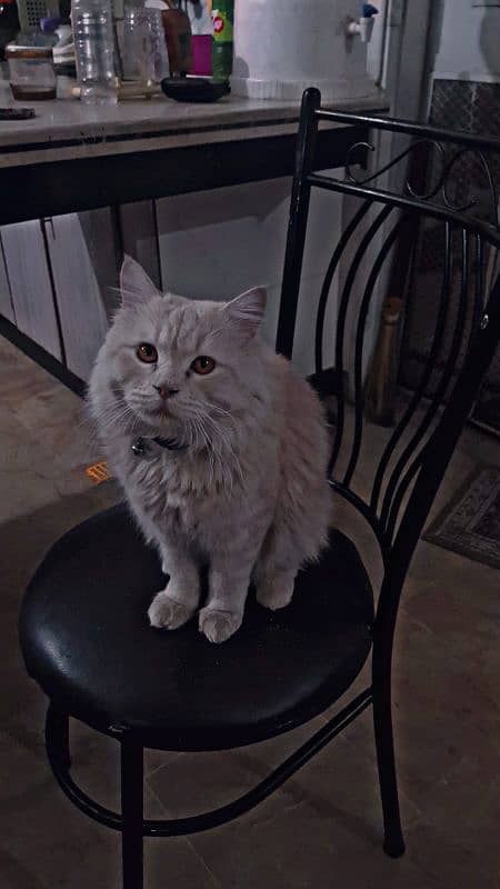 10 months old male cat urgent sale! 2