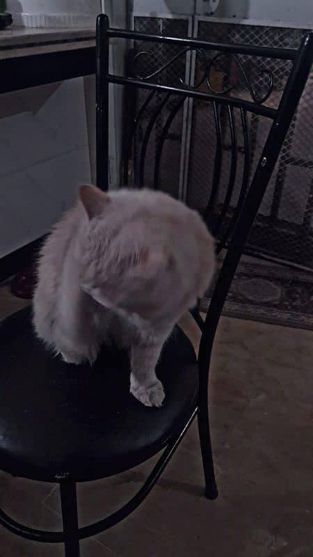 10 months old male cat urgent sale! 4