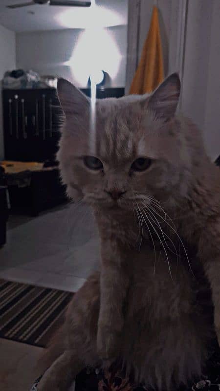 10 months old male cat urgent sale! 6