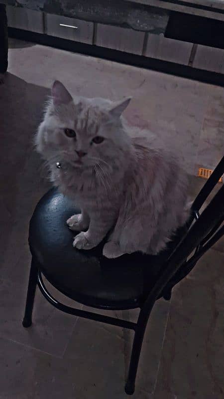 10 months old male cat urgent sale! 8