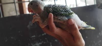 Pahari Kashmiri Parrot Baby Vip size