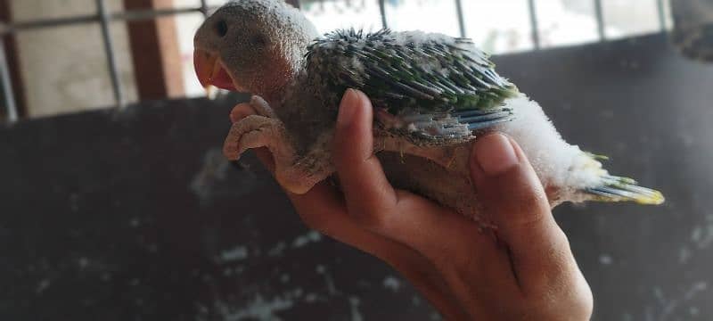 Pahari Kashmiri Parrot Baby Vip size 0