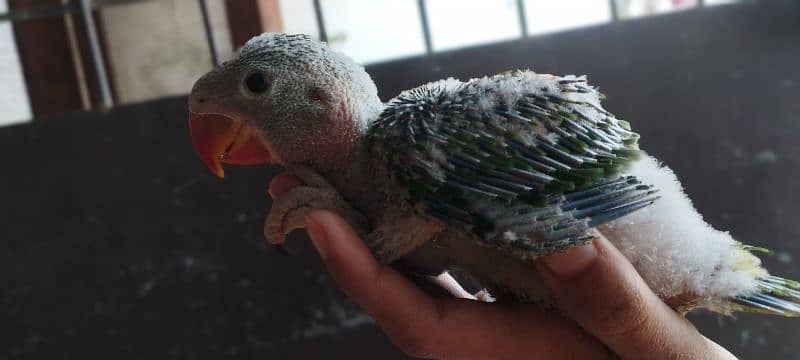 Pahari Kashmiri Parrot Baby Vip size 2