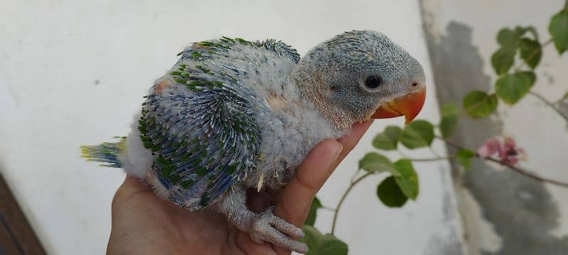 Pahari Kashmiri Parrot Baby Vip size 3