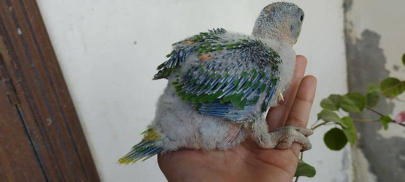 Pahari Kashmiri Parrot Baby Vip size 4